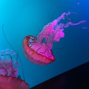 Meet your Posher, Marianne